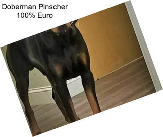 Doberman Pinscher 100% Euro