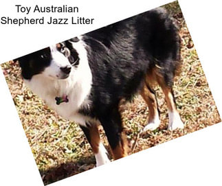 Toy Australian Shepherd Jazz Litter