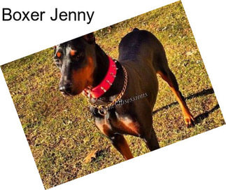Boxer Jenny