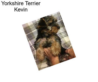 Yorkshire Terrier Kevin