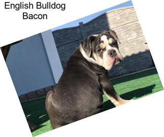 English Bulldog Bacon