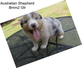 Australian Shepherd Bmm2 Gtr