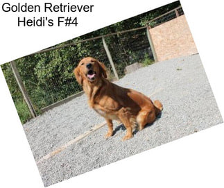 Golden Retriever Heidi\'s F#4