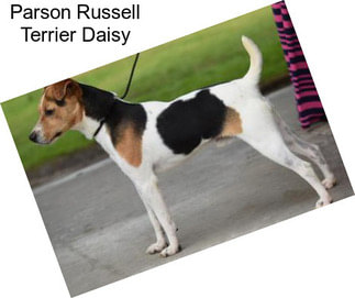 Parson Russell Terrier Daisy