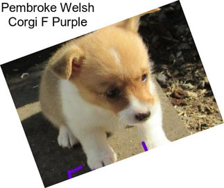 Pembroke Welsh Corgi F Purple