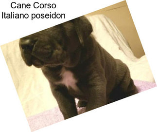 Cane Corso Italiano \