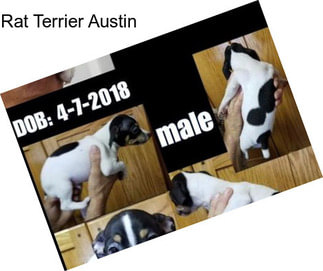 Rat Terrier Austin