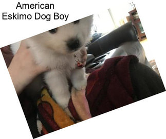 American Eskimo Dog Boy