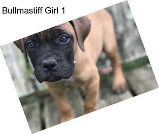 Bullmastiff Girl 1