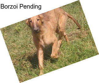 Borzoi Pending