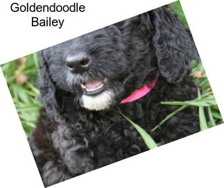 Goldendoodle Bailey