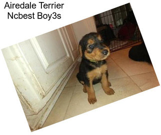 Airedale Terrier Ncbest Boy3s