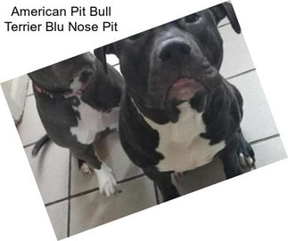 American Pit Bull Terrier Blu Nose Pit