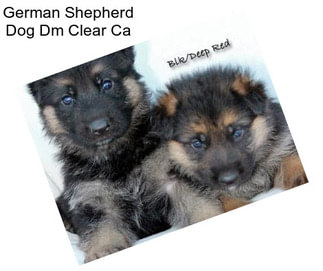 German Shepherd Dog Dm Clear Ca