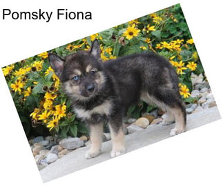 Pomsky Fiona