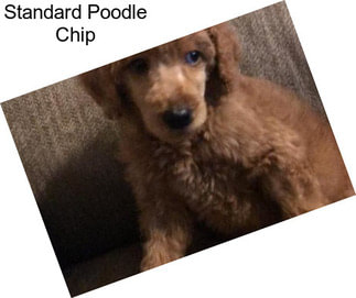 Standard Poodle Chip