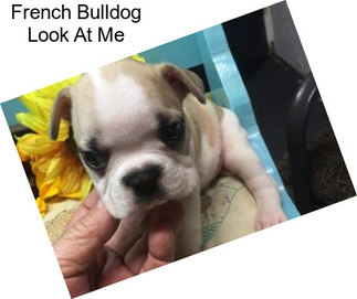 French Bulldog Look At Me