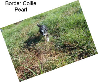 Border Collie Pearl