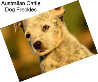 Australian Cattle Dog Freckles