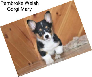 Pembroke Welsh Corgi Mary