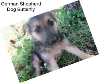 German Shepherd Dog Butterfly