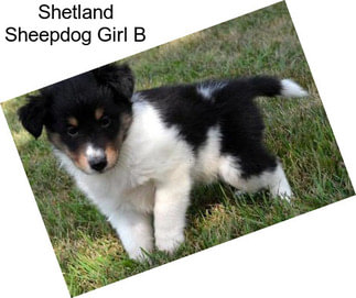 Shetland Sheepdog Girl B