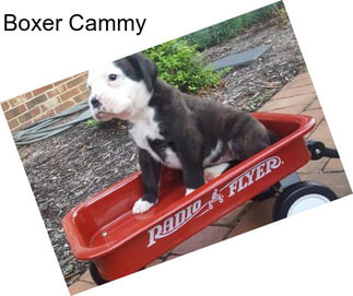 Boxer Cammy