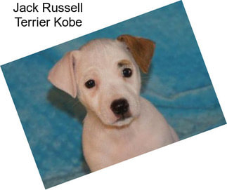 Jack Russell Terrier Kobe