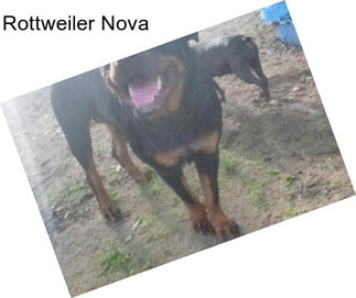 Rottweiler Nova