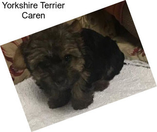 Yorkshire Terrier Caren