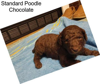 Standard Poodle Chocolate