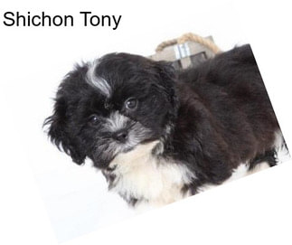 Shichon Tony