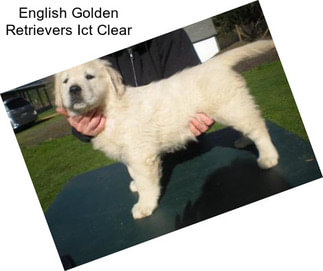 English Golden Retrievers Ict Clear