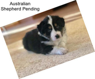 Australian Shepherd Pending