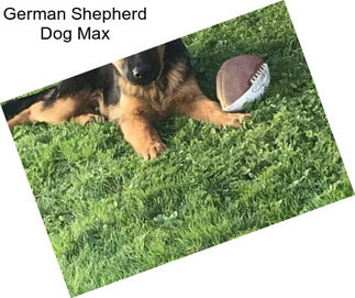 German Shepherd Dog Max