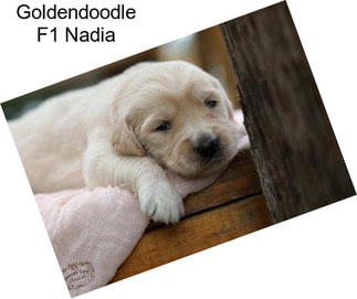 Goldendoodle F1 Nadia