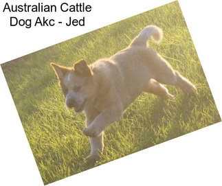 Australian Cattle Dog Akc - Jed