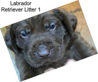 Labrador Retriever Litter 1