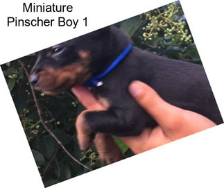 Miniature Pinscher Boy 1