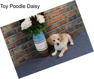 Toy Poodle Daisy