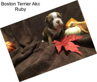 Boston Terrier Akc Ruby