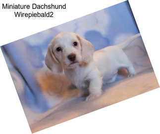 Miniature Dachshund Wirepiebald2