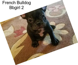 French Bulldog Bbgirl 2