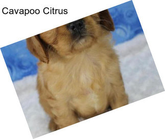 Cavapoo Citrus