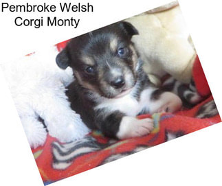 Pembroke Welsh Corgi Monty
