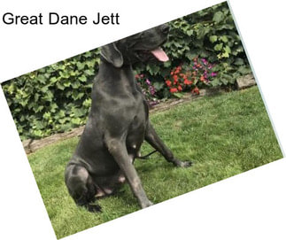 Great Dane Jett