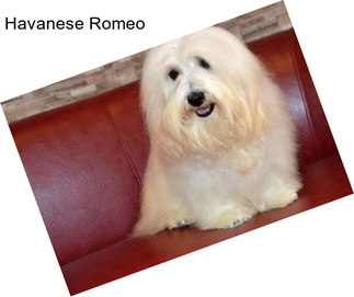 Havanese Romeo