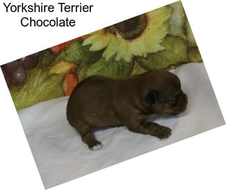 Yorkshire Terrier Chocolate