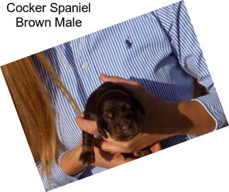 Cocker Spaniel Brown Male