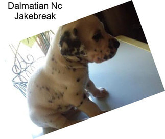 Dalmatian Nc Jakebreak